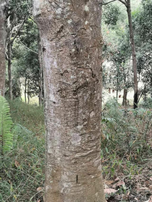 广西平南六陈旺冲村几十年肉桂树的种植历史