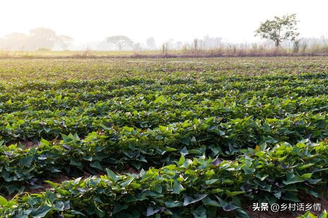 蔬菜六个种植方式，四个种植方法，你都掌握吗？种菜能手必备知识