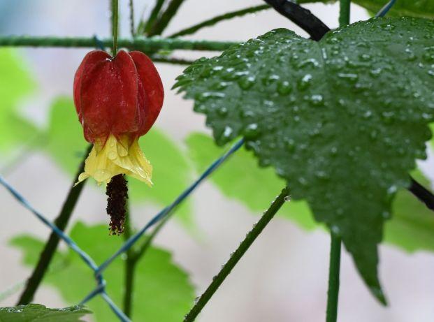 蔓性风铃花怎么养才好看？只需完成3个技巧，不仅养得好，还爆盆