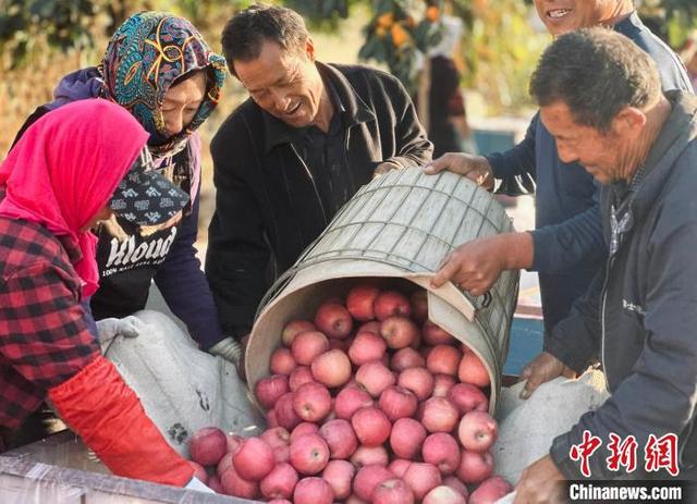 山东烟台：苹果飘香果农乐