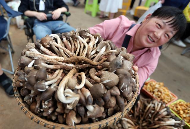 两个月就能上市，一斤卖到上百元，种植鸡枞菌前景如何？