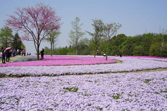 4000平方米丛生福禄考盛开，红色水青色粉色宛若流淌的花海