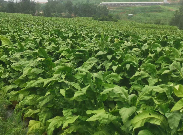 黄烟种植挑起了相沟镇村集体及村民的增收大梁