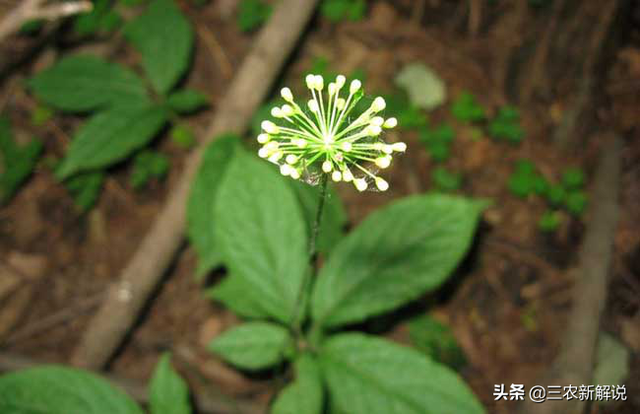 三七功效好，种植效益高，你知道怎么进行种植么？