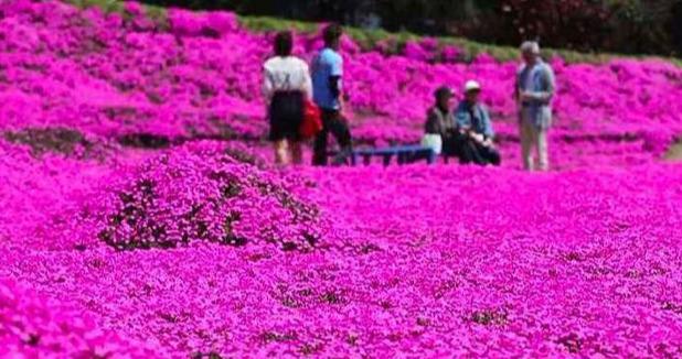 错过了日本的樱花，还有小草“芝樱”花，皮实好养“气势足”