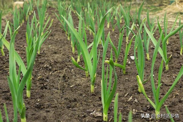 种植白露葱和大蒜，这几点可不能忽视，很多人年年吃亏就是没记性