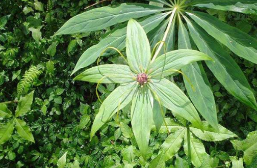 独角莲生物学特性，及栽培技术，大家了解多少