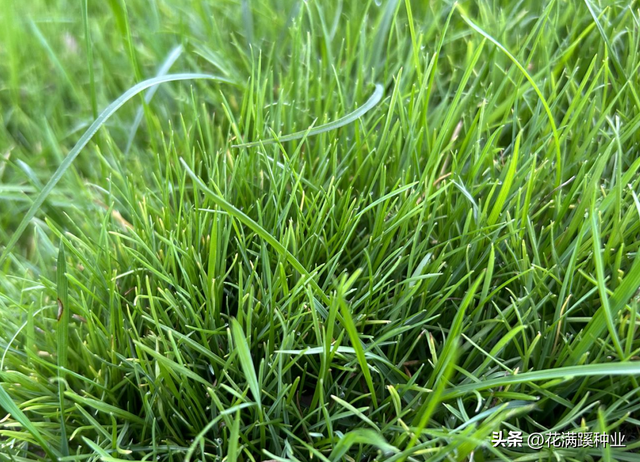 北方种植草坪选择什么，早熟禾，柔软质地高，应用广泛，耐寒极佳