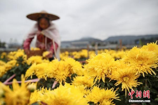 贵州贵定：金丝皇菊迎来采摘季