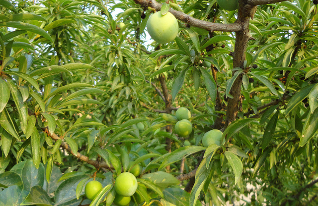 李子栽培，果农种植时需掌握以下关键要点，及病虫害防治