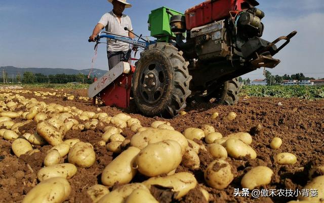 想让土豆更高产，重点抓住这4点！建议收藏