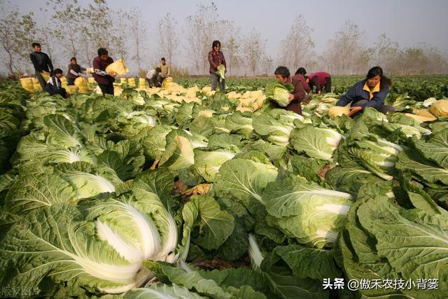 种植大白菜抓好这几个阶段的浇水与控水，前期长势好、后期产量高