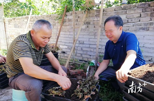 碧道画廊种“金草”，封开六旬老农成金线莲种植能手