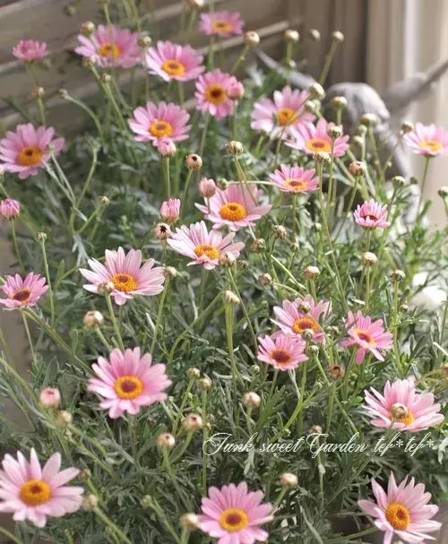 少女心爆棚的玛格丽特菊花，养护抓住这三点，花开不停爆满盆。