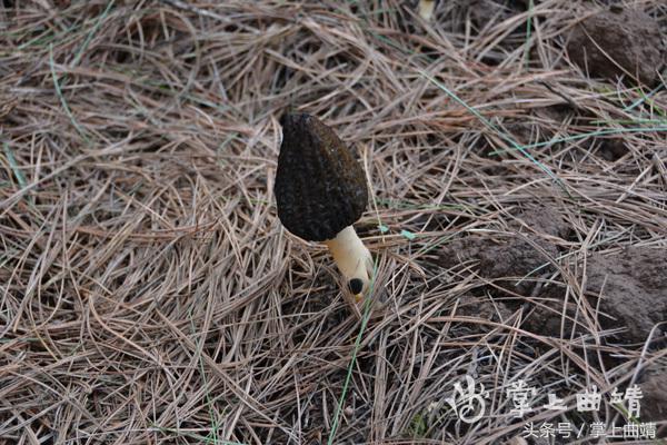 会泽推广食用菌林下仿野生种植带动林农增收