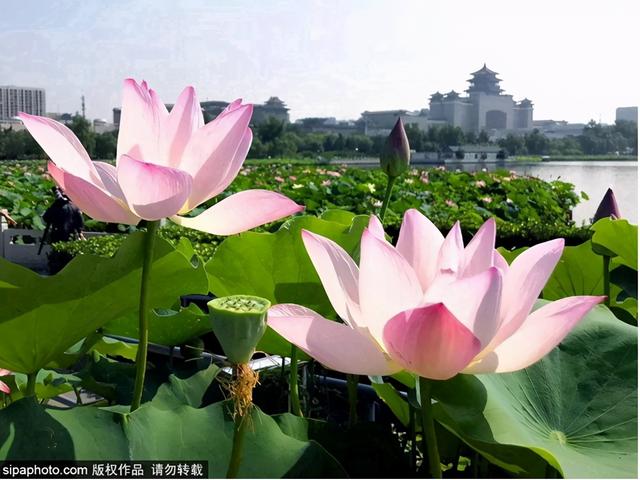 京城荷花正盛开！推荐10大观赏地，有的还免费！