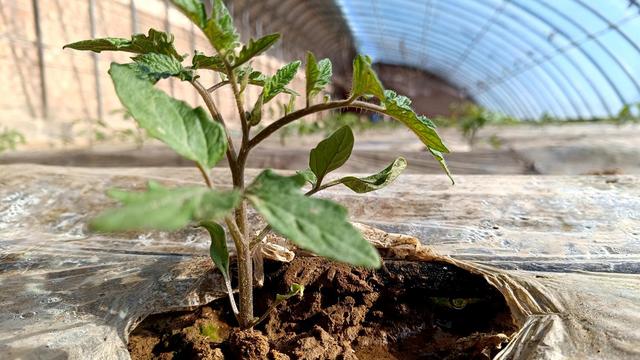 调整农业种植结构 发展高效节水农业