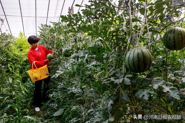 汤阴县韩庄镇李家湾村：特色农业铺就乡村振兴“致富路”