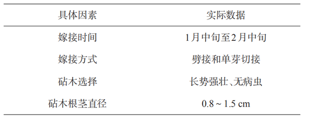 李子栽培，果农种植时需掌握以下关键要点，及病虫害防治