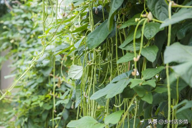 种植豆角和菜豆，先学会花前花后管理技巧，开花结荚一茬接一茬