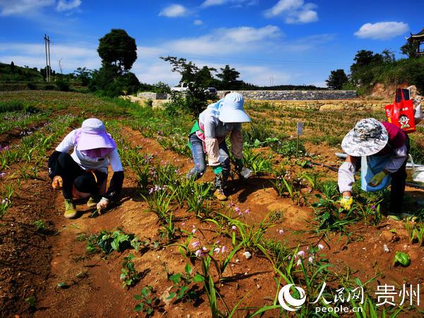 平坝天龙镇白芨种植基地：白芨花开 开出村民致富路