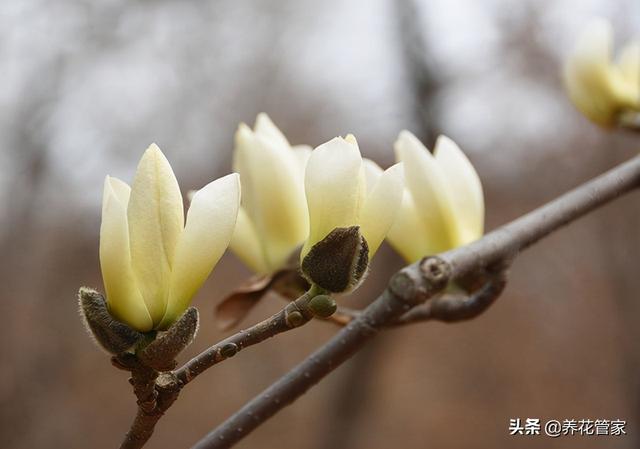 探寻罕见的黄玉兰，花开金黄，遇见吉祥