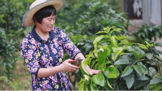 柚子种植技术，土壤时间水肥修剪缺一不可，种植户一起学学吧