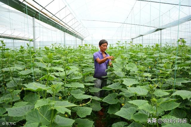 种植冬季大棚蔬菜，保温防寒、浇水控湿管理技巧！