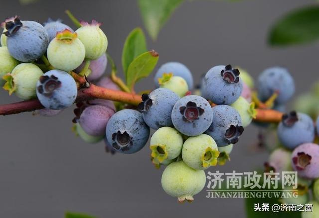 《济南人物》济南市蓝莓种植领头雁 杨松泼