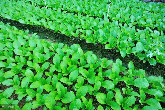  5分钟读懂菜心种植方法，一直可以吃到开花不再是难事儿