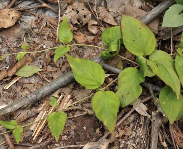 栽种牡丹，注意6个细节，容易把苗养壮养好