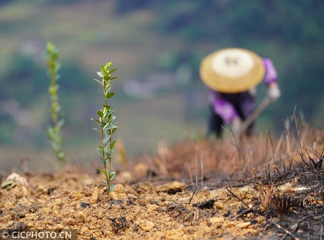 广西龙胜：苗乡油茶种植忙