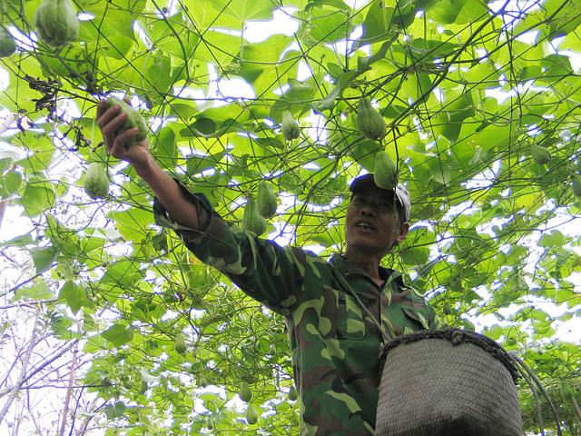 佛手瓜不会种植？掌握5点种植技术，佛手瓜轻松结满藤