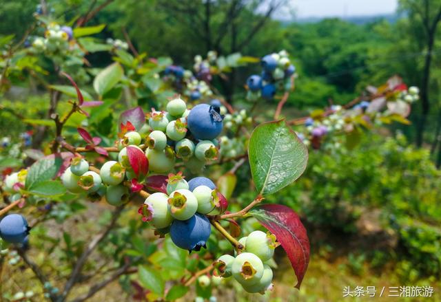 长沙南部有个蓝莓基地，果大微酸带甜味，初夏已进入盛果采摘期