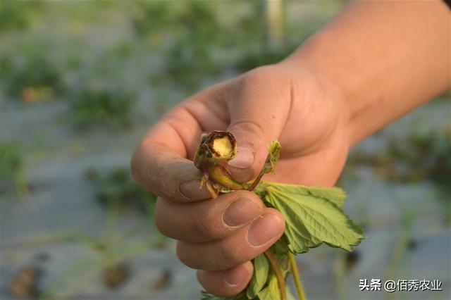 农村小伙种植大棚草莓，信心百倍犯大忌，刚上路就损失惨重