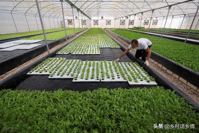 蔬菜种植我常用三个新方法，掌握好了，种啥菜也不愁长不好