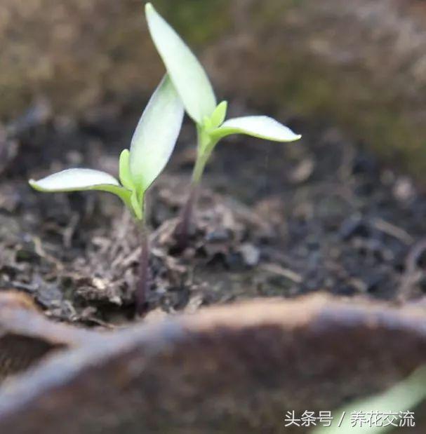 在阳台上用花盆种辣椒，掌握10个步骤就能不断收获