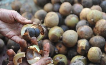 油茶用途广泛，种植油茶树前景如何？