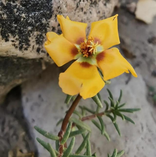 我的花草日记——看图写画，记录院子里皮实靠自播繁殖的花花草草