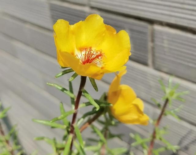 我的花草日记——看图写画，记录院子里皮实靠自播繁殖的花花草草