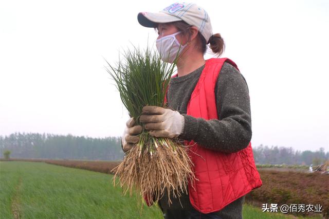 芍药田套种知母，农村人掌握这个技术，种植效益翻一倍