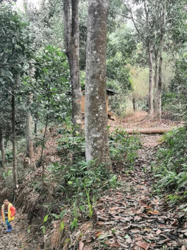 广西平南六陈旺冲村几十年肉桂树的种植历史