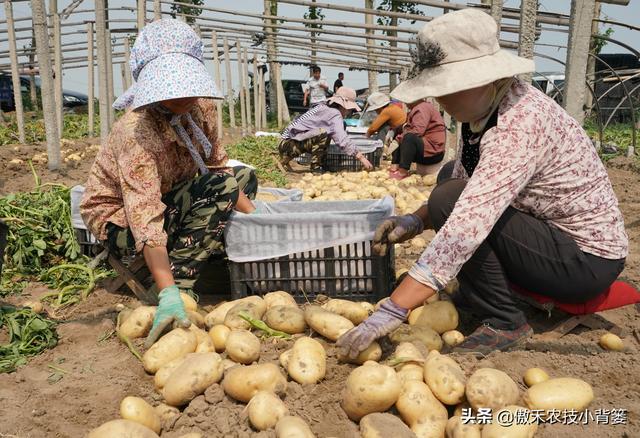 种植马铃薯只要抓好这几点，农民实现高产增收很简单