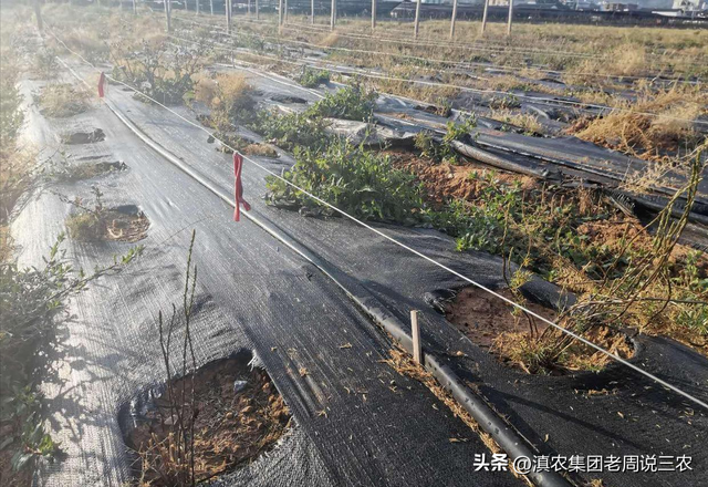 天冬种植技术、天冬种植一亩成本和利润