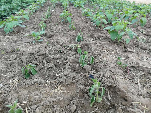 详谈芝麻从种到收全程栽培技术，想要增产增收，科学种植少不了