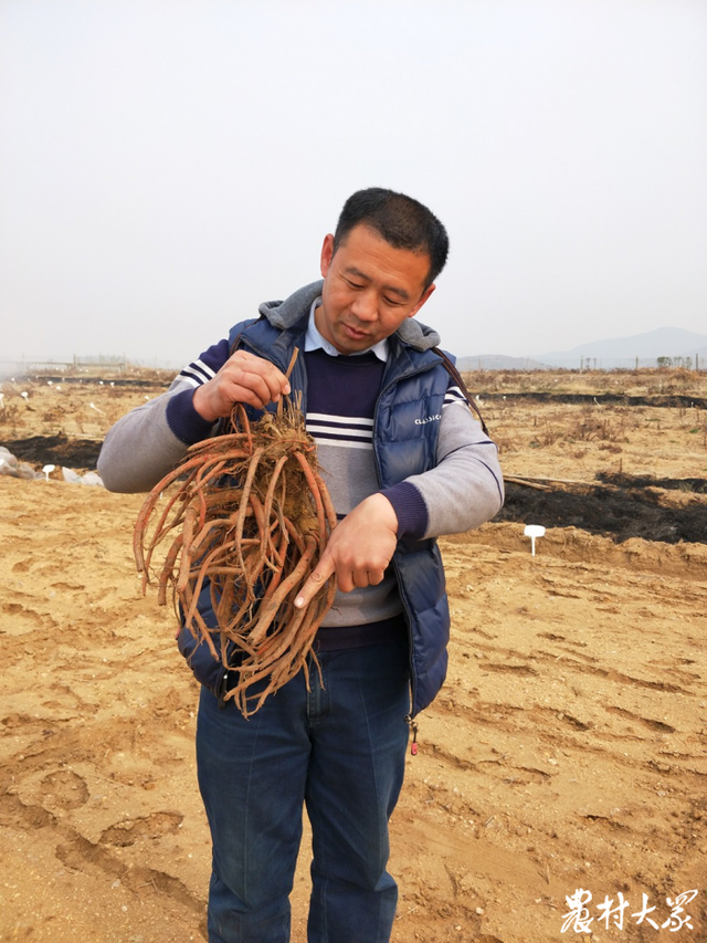 两年获3项专利4项计算机软件著作权，这位农民带丹参种植走进新