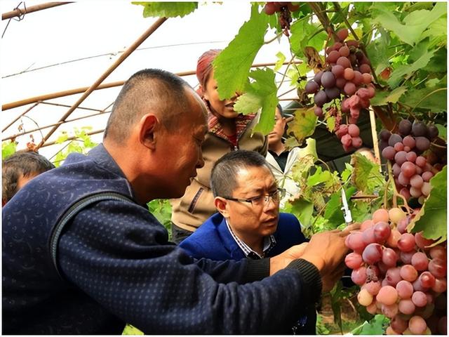 农业种植技术小知识