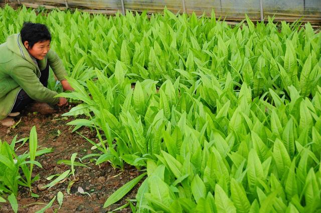 农民种植学会自制生物菌肥，省钱又增产，方法全部分享给你