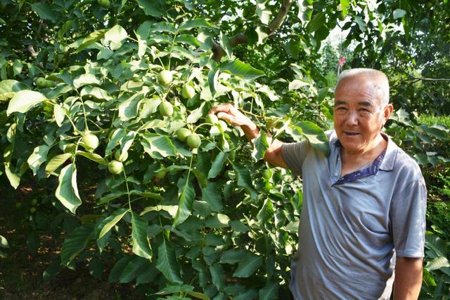 核桃种植管理能手文王学：科学栽培出效益 用心管理结硕果