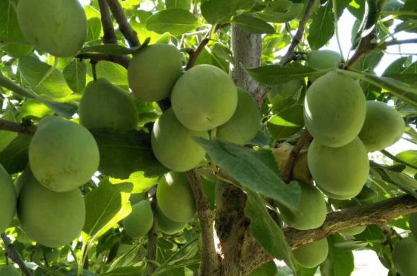 李子栽培，果农种植时需掌握以下关键要点，及病虫害防治